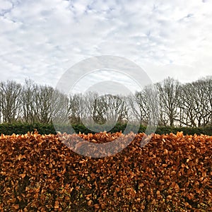 Hedgerows and Trees in Winter