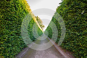 Hedges