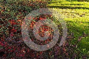 Hedges with a large amount of red berries and grass between cobbled paths in an urban park bathed in some rays of sun