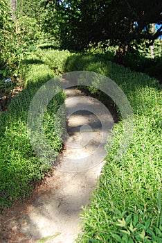 Hedges of rosemary