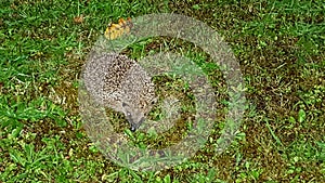 Hedghog