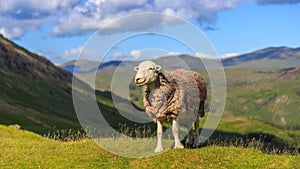 Hedwick sheep in the Lake District , England