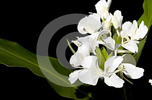 Hedychium