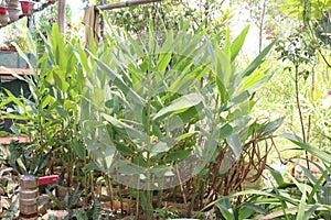 Hedychium coronarium plant on farm