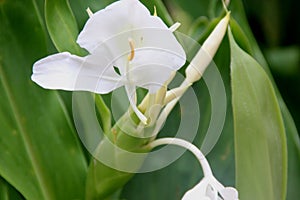 Hedychium coronarium, White garland lily, White ginger lily