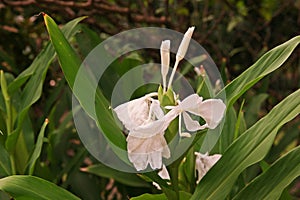 Hedychium, decoration plants