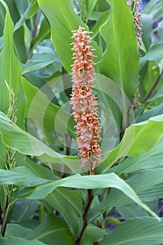 Hedychium densiflorum Assam Orange