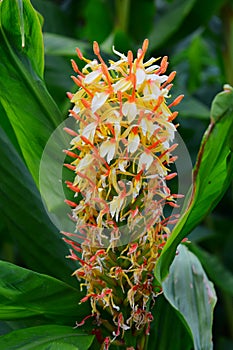 Hedychium densifolium, Hilliers Arboretum, Romsey, Hampshire, England, UK