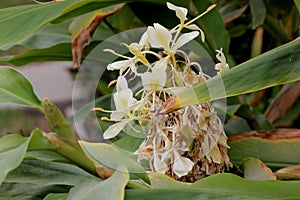 Hedychium flavescens, Cream garland-lily, Yellow ginger,