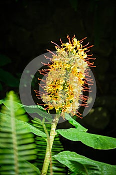 Hedychium gardnerianum aka the Kahili ginger, Kahila garland-lily or ginger lily flower