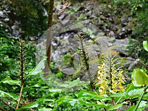 Hedychium gardnerianum plant in Azores in Portugal