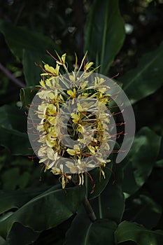 Hedychium gardnerianum, the wild ginger of the Azores archipelago gardnerianum