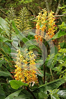 Hedychium spicatum