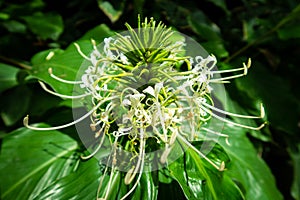 Hedychium spicatum, white, fan-shaped flower, commonly known as spiked ginger lily, or perfume ginger, with vivid green leaves