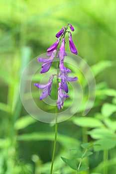 Hedysarum arcticum. The blossoming