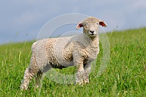 Heedful lamb