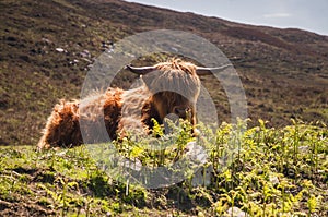 Heelan Coo