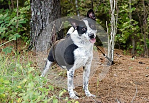 Heeler Border Collie Cattledog mixed breed dog