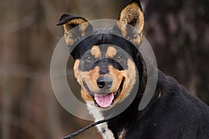 Heeler Cattledog mixed breed dog