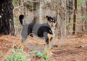 Heeler Cattledog Shepherd mixed breed dog