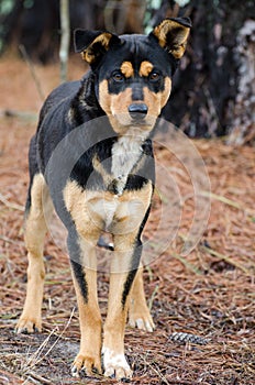 Heeler Cattledog Shepherd mixed breed dog