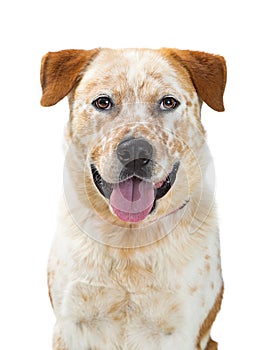 Heeler Dog Mixed Breed Sitting on White