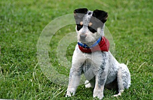 Heeler Pup 11
