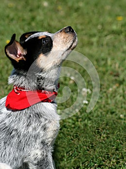 Heeler Pup 14