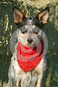 Heeler Pup 39