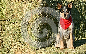 Heeler Pup 40