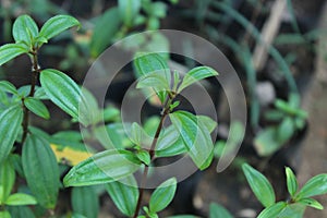 Heen Bovitiya, Osbeckia octandra, the eight stamen osbeckia, is a plant species in the genus Osbeckia of the family Melastomatacea