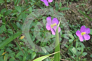 Heen Bovitiya, Osbeckia octandra, the eight stamen osbeckia, is a plant species in the genus Osbeckia of the family Melastomatacea