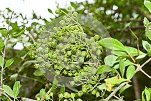 Heena Lawsonia inermis bunch of young green fruitat end branch