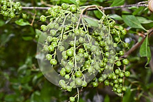 Heena Lawsonia inermis bunch of young green fruitat end branch