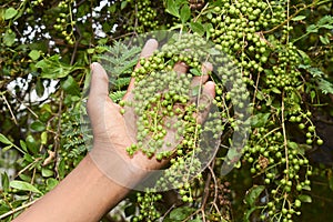 Heena Lawsonia inermis bunch of young green fruitat end branch