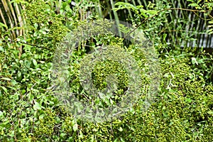 Heena Lawsonia inermis bunch of young green fruitat end branch