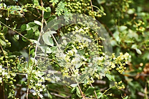 Heena Lawsonia inermis bunch of young green fruitat end branch