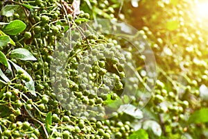 Heena Lawsonia inermis bunch of young green fruitat end branch