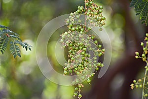 Heena Lawsonia inermis bunch of young green fruitat end branch