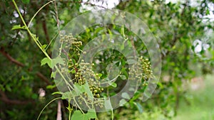 Heena or mehandi fruit with leaves. Selective focus. Henna leaves  Lawsonia inermis  on the tree.