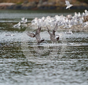 Heermann`s Gull dancing and playing at seaside