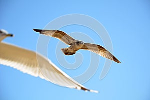 Heermann`s gull flies in the sky with other seagulls.