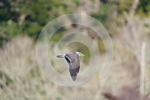 Heermann`s Gull flying at seaside