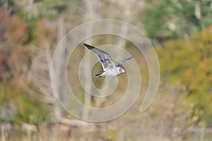 Heermann`s Gull flying at seaside