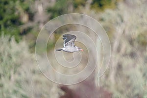 Heermann`s Gull flying at seaside