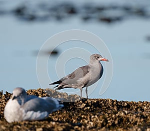 Heermann\'s Gull resting at seaside
