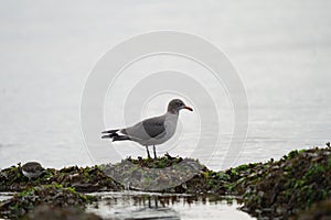 Heermann\'s Gull resting at seaside