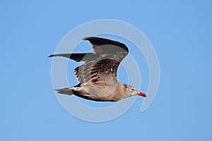 Heermanns Gull Larus heermanni