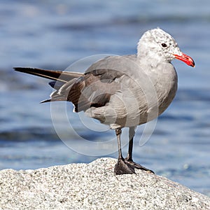 Heermanns Gull, Nonbreeding Adult