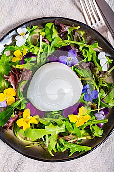 Ð¡heese collection, one big ball on soft white italian mozzarella bufala cheese with green rocket salad leaves and viola